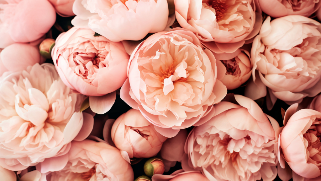 Bunga Peony